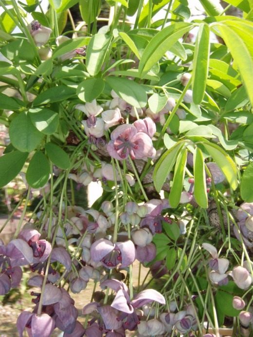 Куст акебии (Bush akebia)