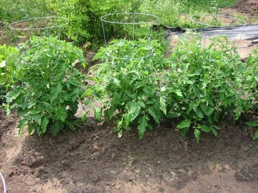 Куст томата (Bush tomato)