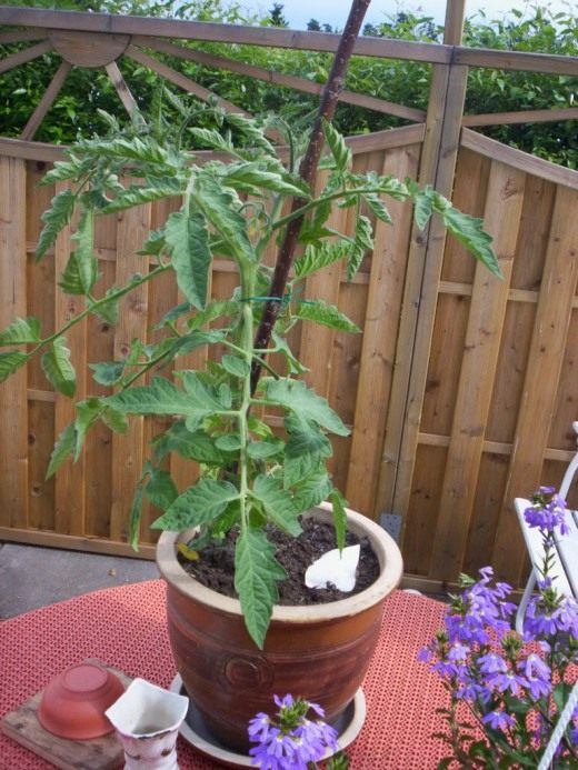Куст томата (Bush tomato)