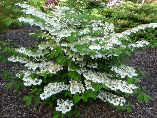 Куст калины (Bush viburnum)