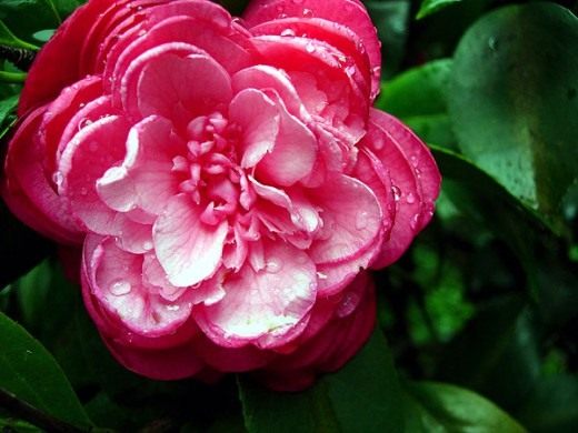 Камелия (Camellia)