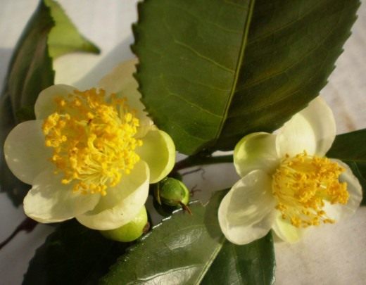 Камелия (Camellia)