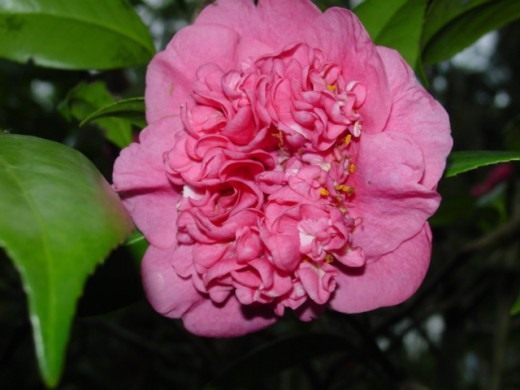 Камелия (Camellia)