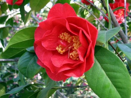 Камелия (Camellia)