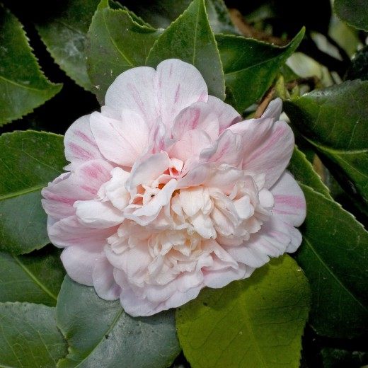 Камелия (Camellia)