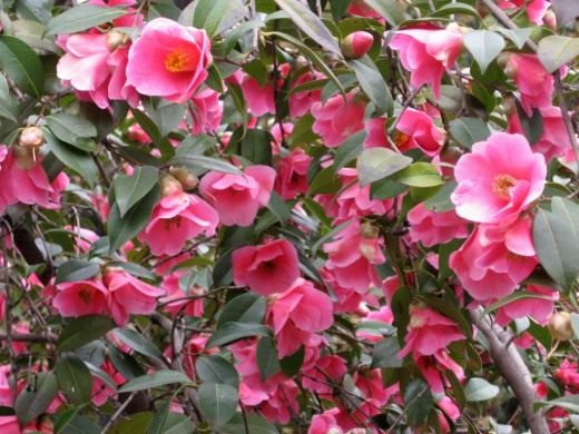 Камелия (Camellia)