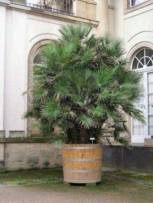 Хамеропс (Chamaerops)