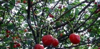 Вишня - Плодовые деревья и кустарники