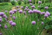 Лук скорода, или шнитт-лук (Allium schoenoprasum)