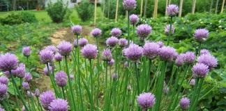 Лук скорода, или шнитт-лук (Allium schoenoprasum)