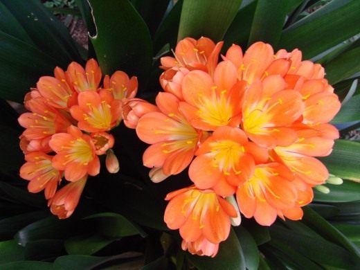 Кливия (Clivia)