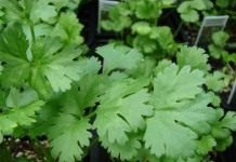 Кориандр, или кинза (Coriandrum sativum)