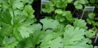 Кориандр, или кинза (Coriandrum sativum)