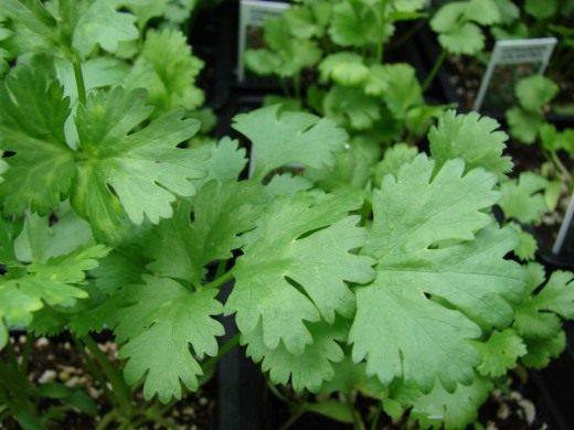 Кориандр посевной, кинза (Coriander)