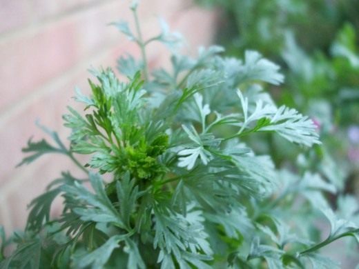 Кориандр посевной, кинза (Coriander)