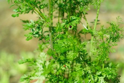 Кориандр посевной, кинза (Coriander)