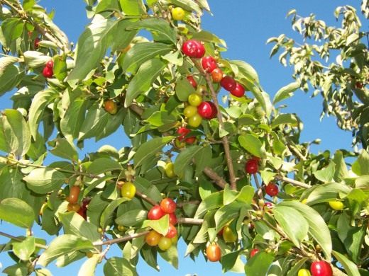 Кизил обыкновенный, или мужской (Cornelian Cherry)