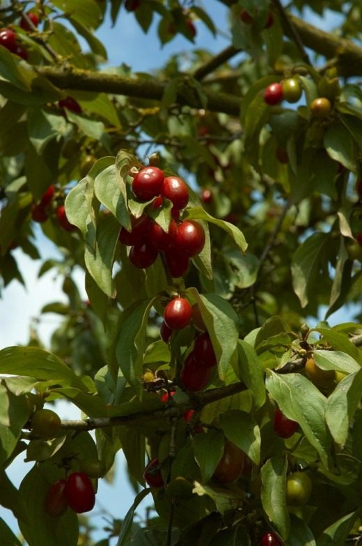 Кизил обыкновенный, или мужской (Cornelian Cherry)