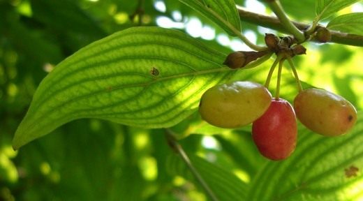 Кизил обыкновенный, или мужской (Cornelian Cherry)