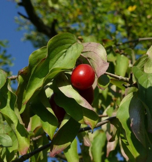 Кизил обыкновенный, или мужской (Cornelian Cherry)