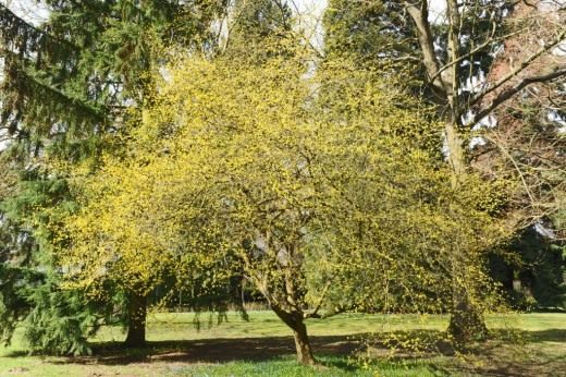 Кизил обыкновенный, или мужской (Cornelian Cherry)