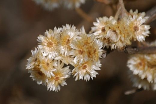 Высушенные цветы (Dried flowers)