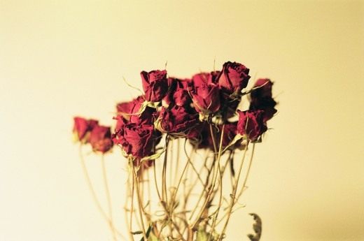 Высушенные цветы (Dried flowers)