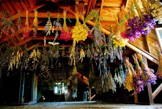 Высушенные цветы (Dried flowers)