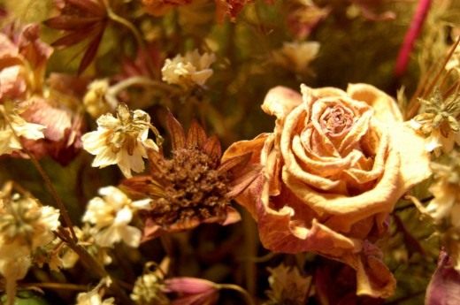 Высушенные цветы (Dried flowers)