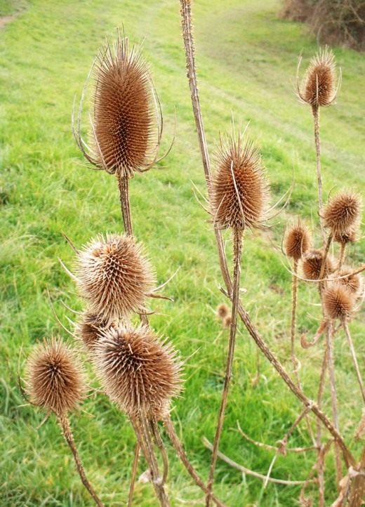Высушенный ворсянка (Dried teasel)