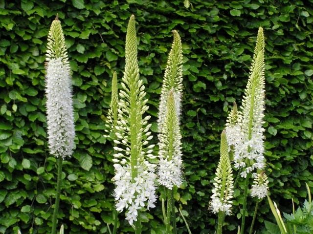 Эремурус гималайский (Eremurus himalaicus) Эремурус гималайский (Eremurus himalaicus)