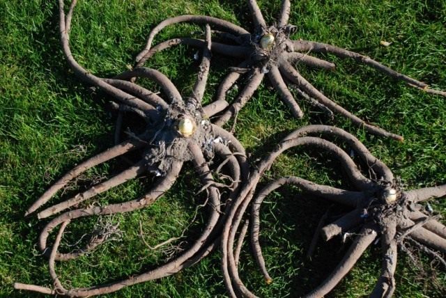 Корневища эремуруса Корневища эремуруса