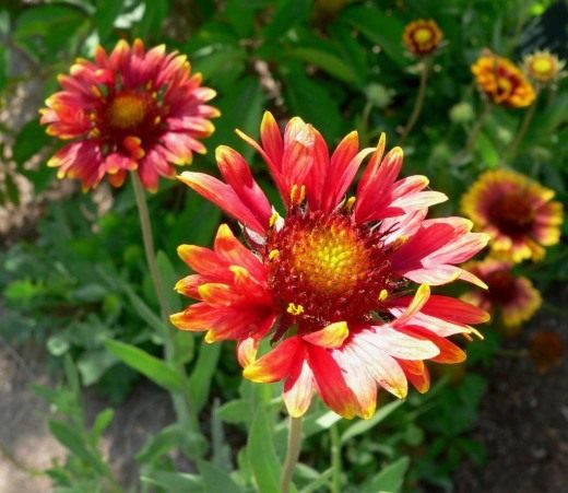 Гайлардия (Gaillardia) Гайлардия (Gaillardia)