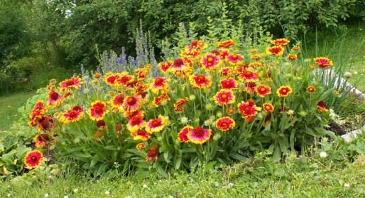 Гайлардия (Gaillardia) Гайлардия (Gaillardia)