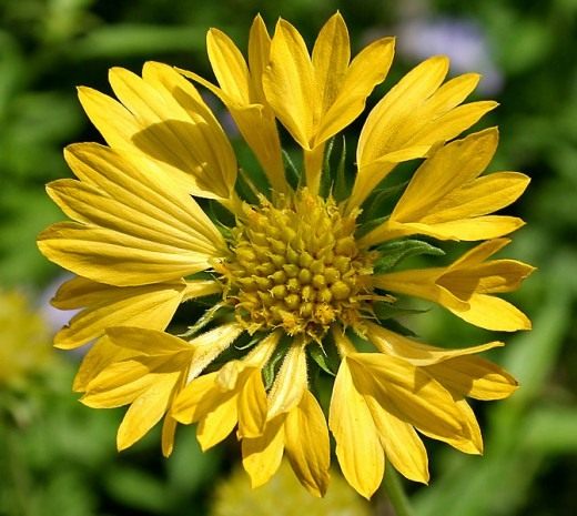Гайлардия (Gaillardia) Гайлардия (Gaillardia)