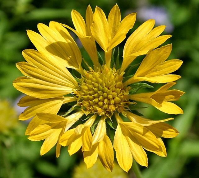 Гайлардия (Gaillardia) Гайлардия (Gaillardia)