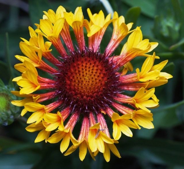 Гайлардия (Gaillardia) Гайлардия (Gaillardia)
