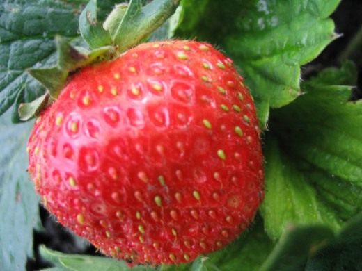 Земляника садовая (Garden strawberry)