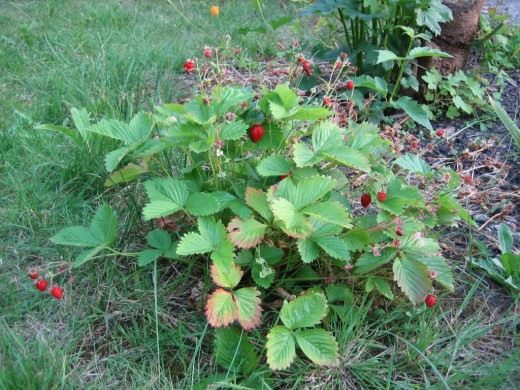 Земляника садовая (Garden strawberry)