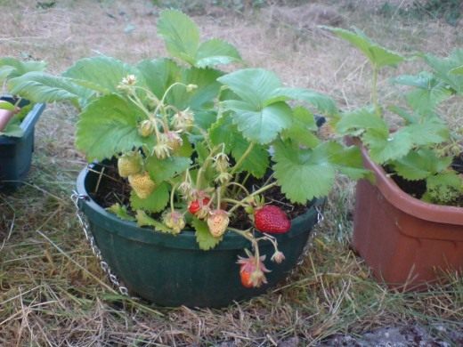 Земляника садовая (Garden strawberry)