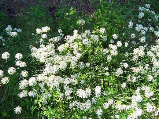Лук ветвистый, Джусай или Лук душистый (Garlic chives)