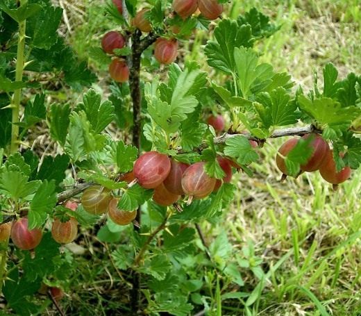 Крыжовник (Gooseberry)