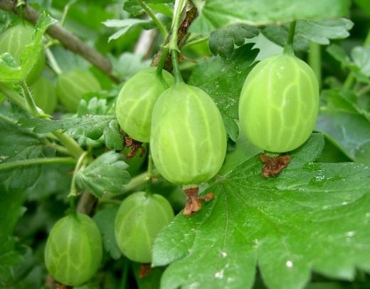 Крыжовник (Gooseberry)