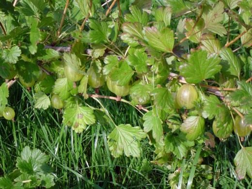 Крыжовник (Gooseberry)