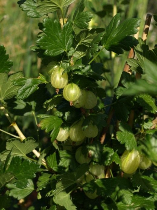 Крыжовник (Gooseberry)