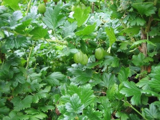 Крыжовник (Gooseberry)