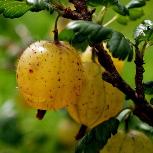 Крыжовник (Gooseberry)
