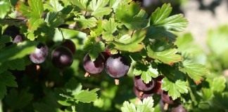 Крыжовник (Gooseberry)