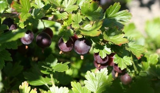 Крыжовник (Gooseberry) Крыжовник (Gooseberry)