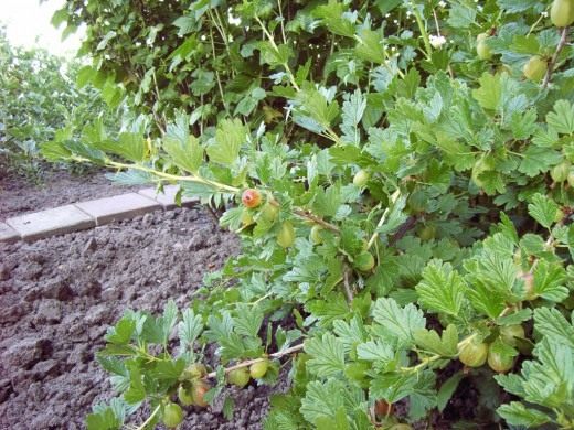 Крыжовник (Gooseberry)